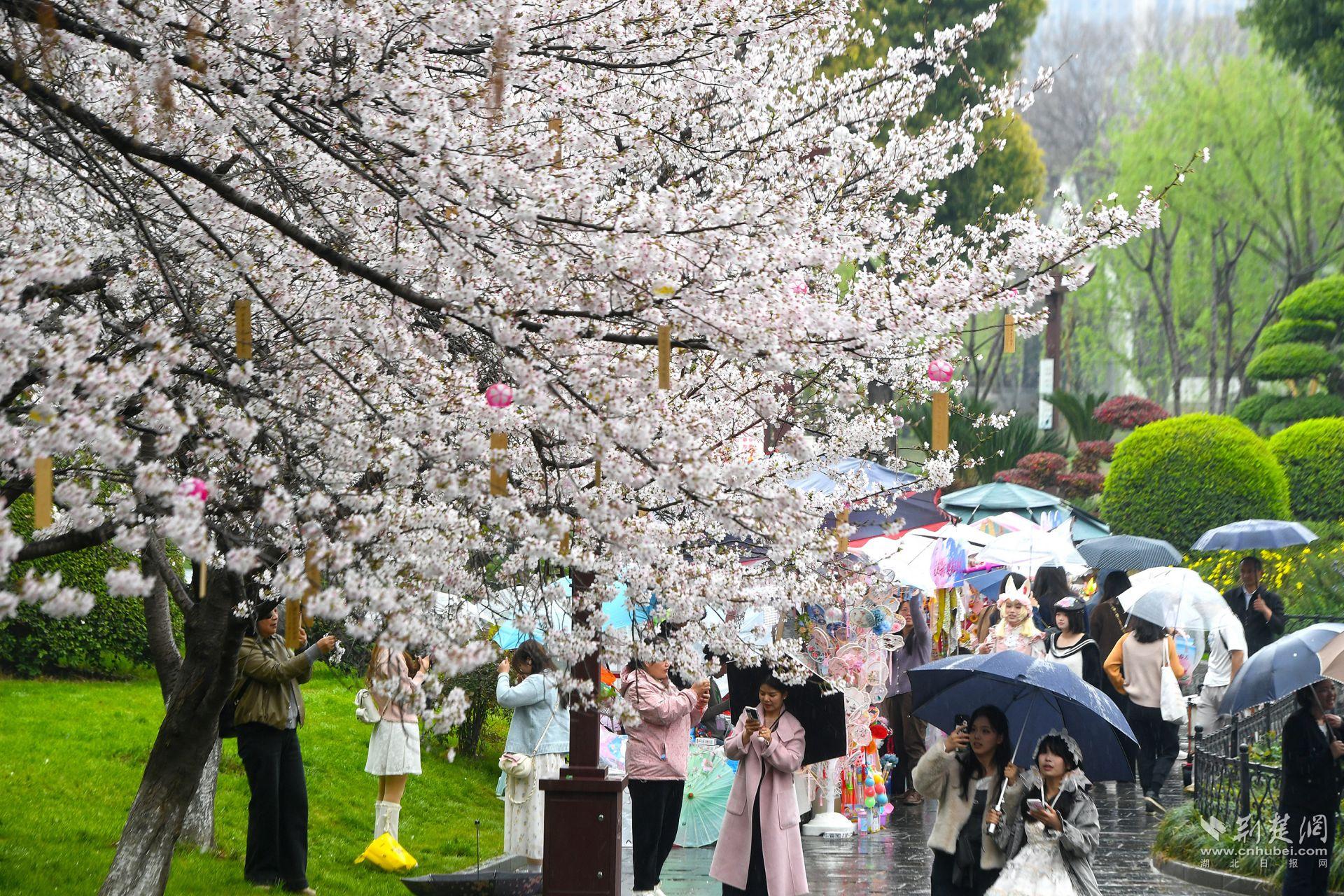 市民在堤角公園雨中賞櫻，1300余株櫻花按花期分為早、中、晚三期，紅粉白綠四色交織，花期可持續(xù)至四月上旬，游客總能找到心頭好.j